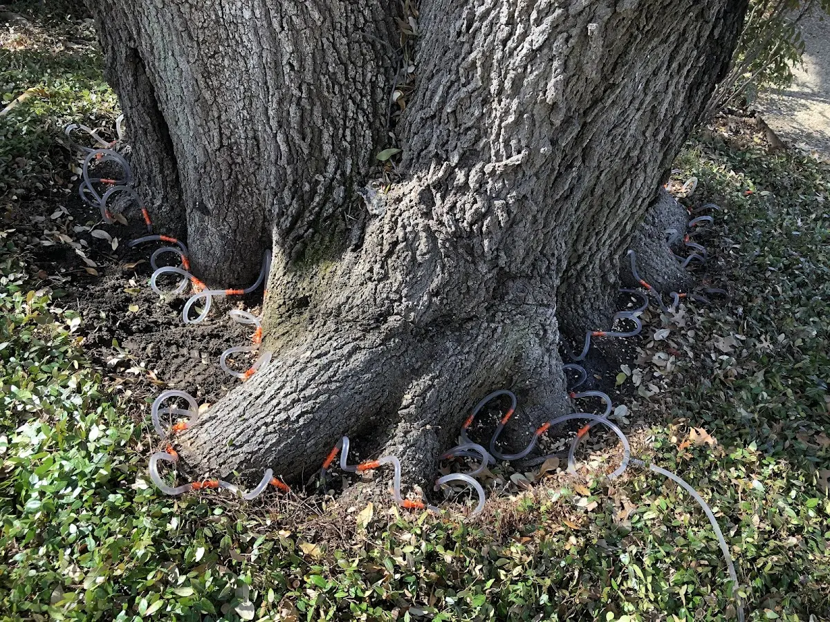Detailed Tree Cabling and Bracing job site in Jacksboro