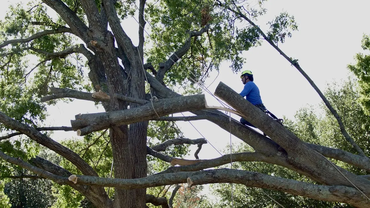 Professional Hazardous Tree Removal performed by certified arborists in Jacksboro